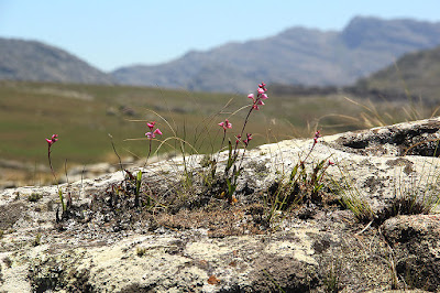 Polystachya valentina orchid plant care and culture