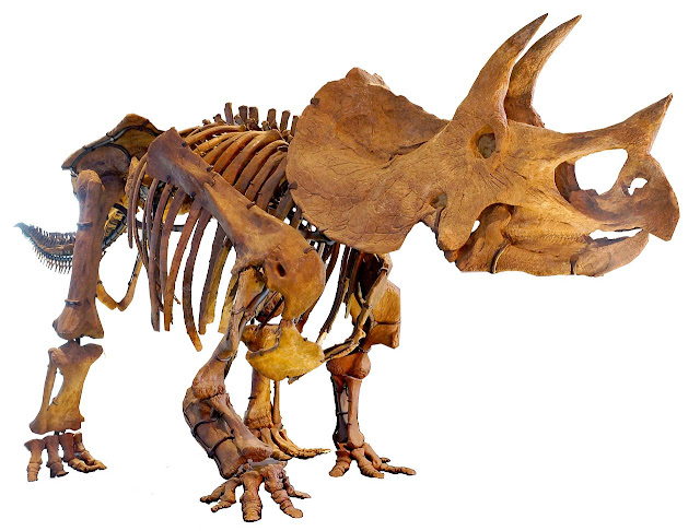 triceratops schelet