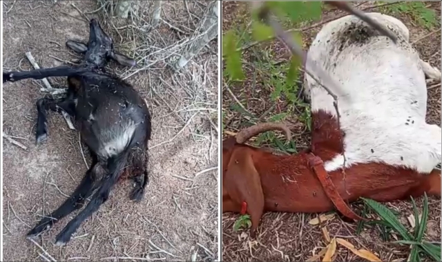 Ataques de cães a ovelhas são registrados na zona rural de Capim Grosso