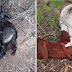 Ataques de cães a ovelhas são registrados na zona rural de Capim Grosso
