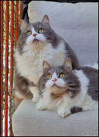 Amazing 2 cats! This is a PURRFECT synchronised bird-watching