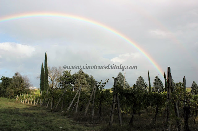 Orvieto wines and vineyards