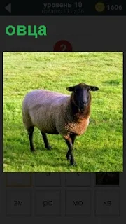 В поле на траве пасется одинокая овца, еле передвигая свои копыта двигается вперед