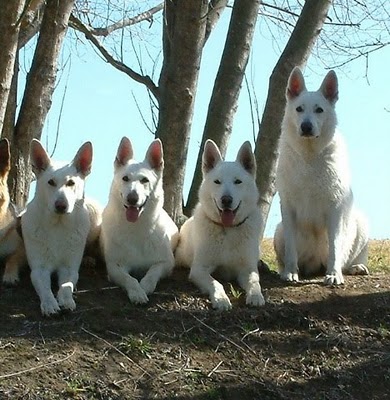 White Shepherd Dog Friendly Breeds