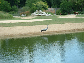 Un demoiselle de numidie au bord de l'eau