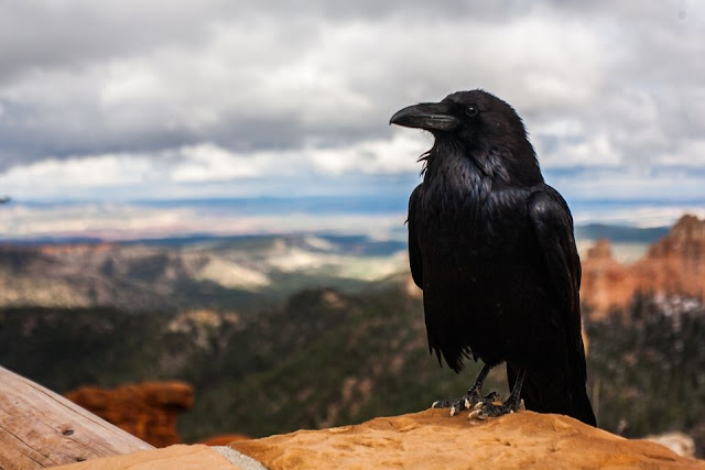 Crow Funerals