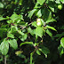 Developing Fruit and New Leaves