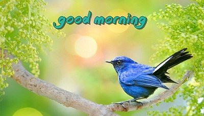 Good Morning Images with Birds