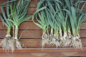 Perennial Leeks for sale Australia