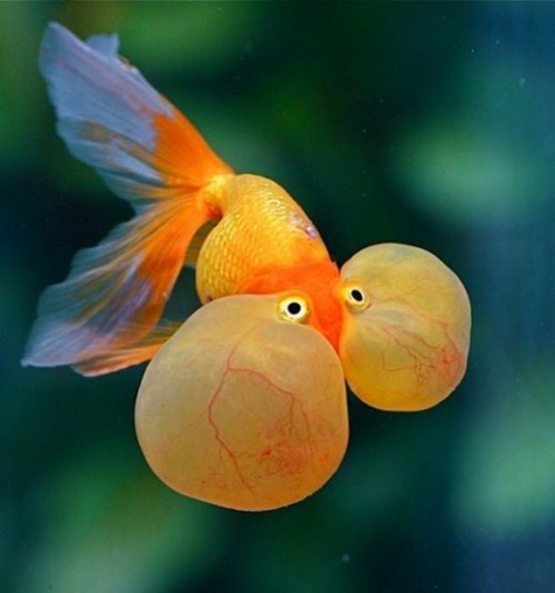 beautiful Bubble Eye Goldfish