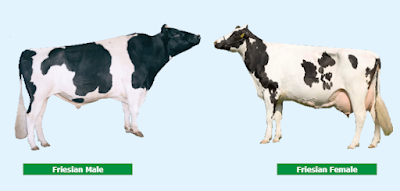 Holstein breed characteristics