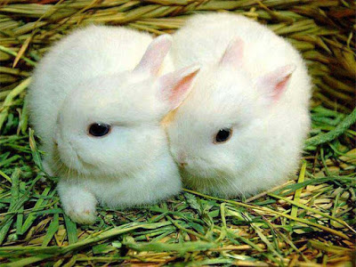 white-color-rabbit-cute-image