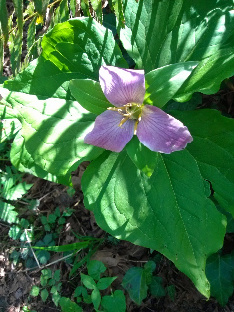 trillium forest flower