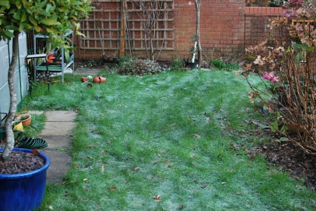 picture of a lawn with flower pots strew and grass with frost