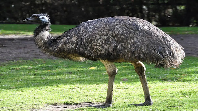 Emu