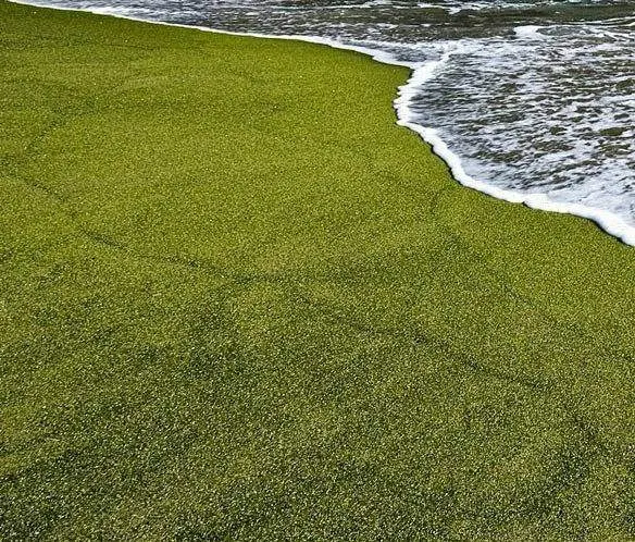 The Green Sand Beach