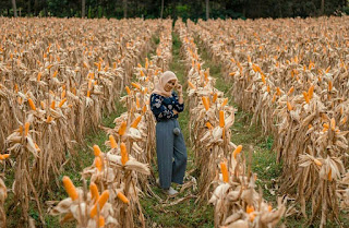 Kebun Jagung