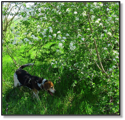 Beagle unterwegs