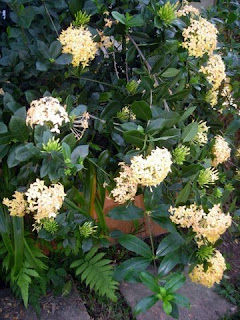 Pale yellow Ixora, La Ceiba, Honduras