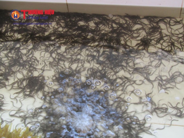 Trở thành tỷ phú trẻ từ lươn giống của chàng trai trẻ Vĩnh Long