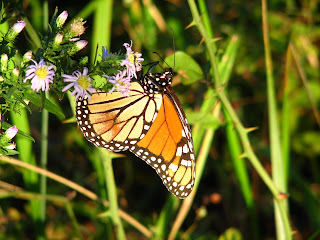 Monarch Butterflies