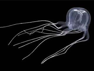 Highly venomous 'jellyfish' with 24 eyes discovered