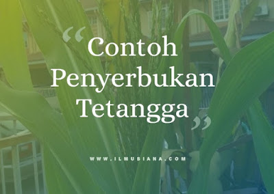  Bisakah kamu sebutkan contoh bunga yang melakukan penyerbukan tetangga 5+ Contoh Bunga Penyerbukan Tetangga