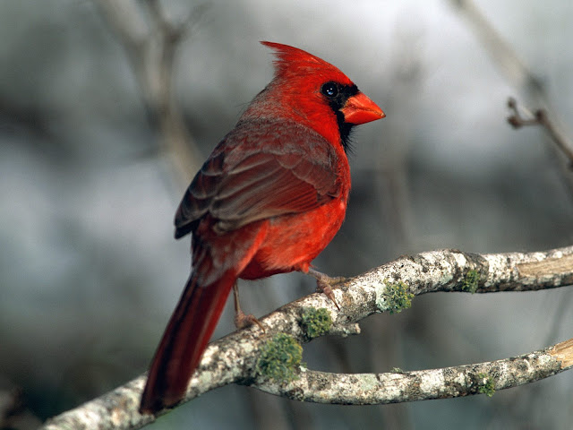 The Attractive Northern Cardinals birds