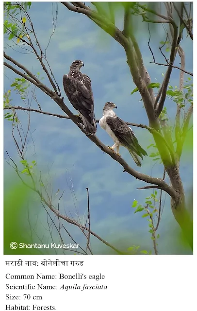 Bonelli's eagle