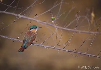 puku ridge, zambia, wildlife, south luangwa, nature photography, c4 images and safaris