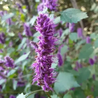 Elsholtzia Flower_향유꽃