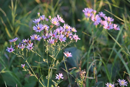 Purple Aster