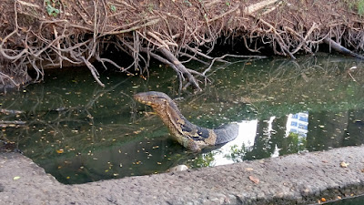 ルンピニー公園のオオトカゲ