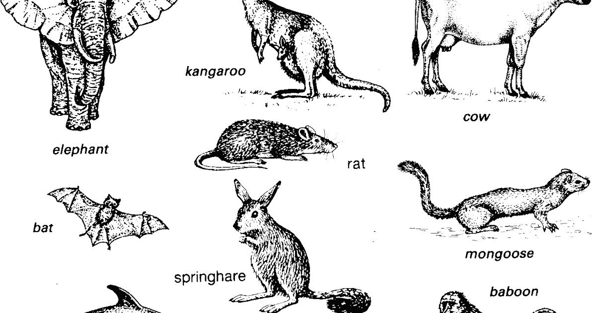  Gambar  Jantung Hewan  Vertebrata  Gambar  C