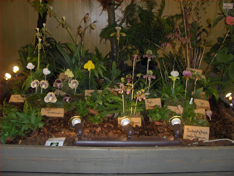 Paphiopedilum con fiori, gruppo in esposizione