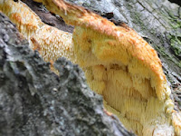 Sarcodontia crocea