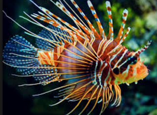 Lion Fish