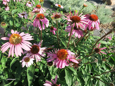 coneflower, Echinacea 