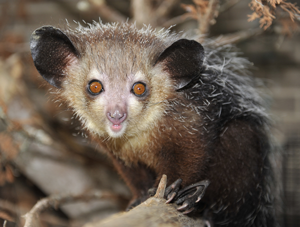 Aye-aye