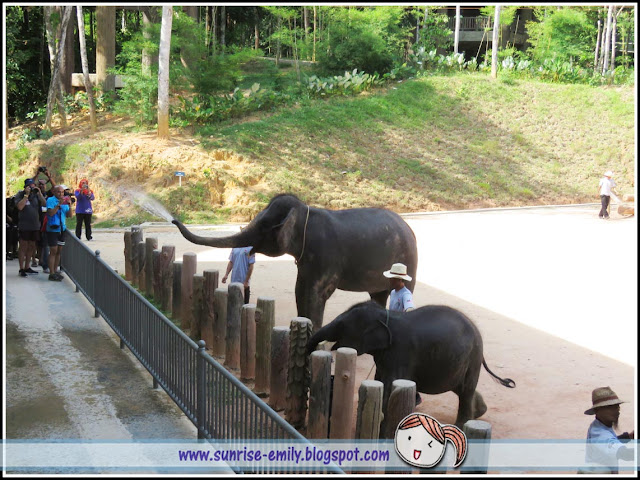 All about Elephants @ Kenyir Elephant Village, Terengganu