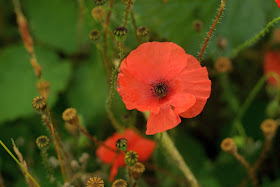 hoa poppy, hoa biểu trưng,  poppy hoa bieu,  hoa bieu trung,  hoc hoa bieu