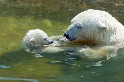 oso polar padre oso polar chico