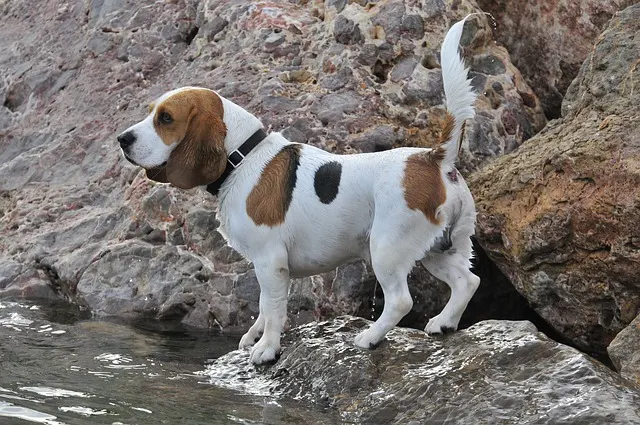 Beagle