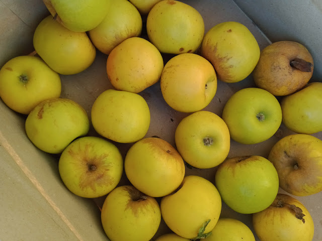 Organic Golden Delicious apples, Indre et Loire, France. Photo by Loire Valley Time Travel.