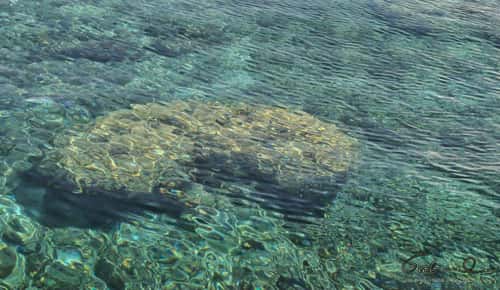 Diving in Apo Reef