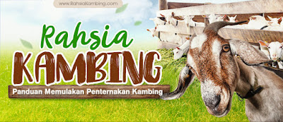 bisnes ternak kambing