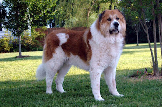 Caucasian Shepherd Dog-pets-dog breeds