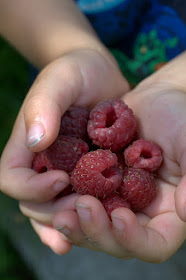 Kinderhände halten dunkelrote Himbeeren.