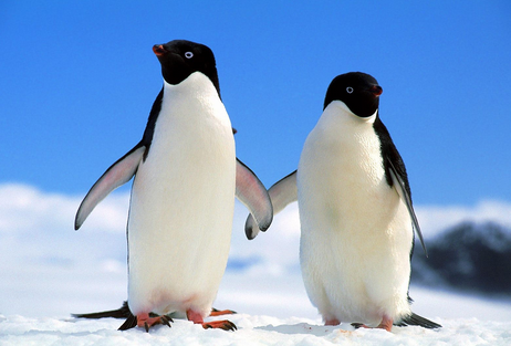Fakta Tentang Penguin Dapet Copas