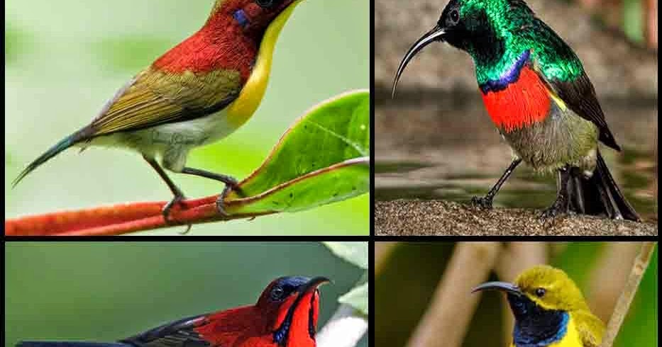 Gambar Kumpulan Aneka Macam  Burung Kicau Warna  Warni  Foto 